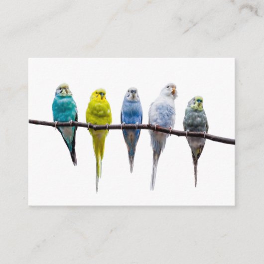 Budgies Visitekaartje (Voorkant)