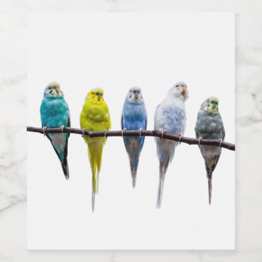 Budgies Wijn Etiket (Enkel label)