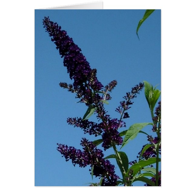 budlia 001 (Voorkant)