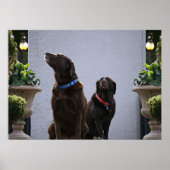 "Buds", chocolade labs Poster (Voorkant)