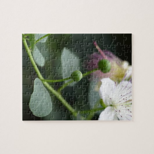 Buds van de kaper struik, Capparis spinos. Legpuzzel (Horizontaal)