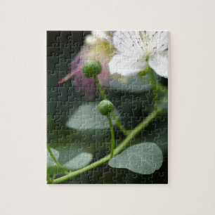 Buds van de kaper struik, Capparis spinos. Legpuzzel