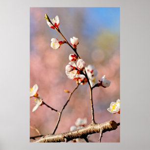 Buds van Japanse abrikozenbloemen Poster