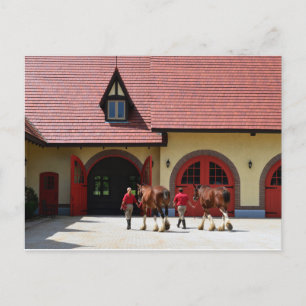 Budweiser Clydesdale paarden in New Hampshire Briefkaart