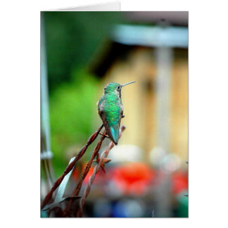 Buena Vista Colorado Hummingbird Card