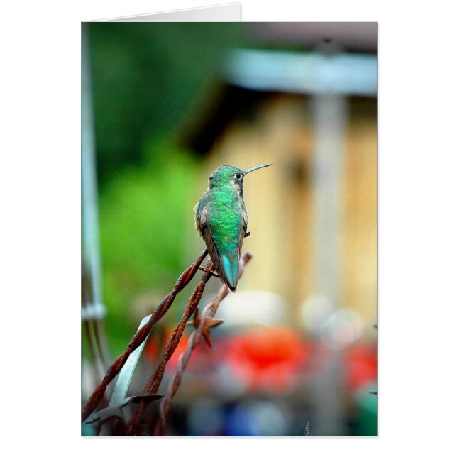 Buena Vista Colorado Hummingbird Card (Voorkant)