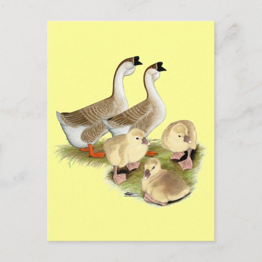 Buff African Goose Family Briefkaart (Voorkant)