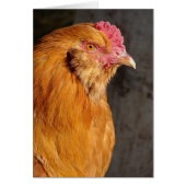 Buff Ameraucana Rooster Alle gelegenheden (Voorkant)