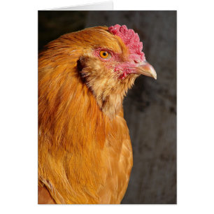 Buff Ameraucana Rooster Alle gelegenheden