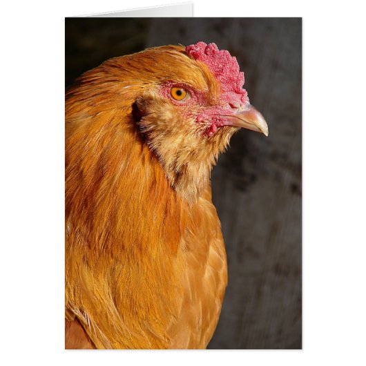 Buff Ameraucana Rooster Alle gelegenheden (Voorkant)