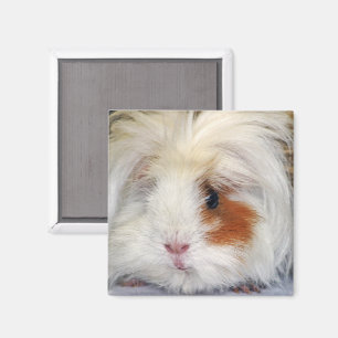 Buff and White, Lunkarya Guinee Pig Face Closeup Magneet