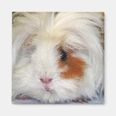 Buff and White, Lunkarya Guinee Pig Face Closeup Magneet (Voorkant)