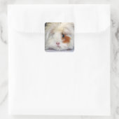 Buff and White, Lunkarya Guinee Pig Face Closeup Vierkante Sticker (Tas)