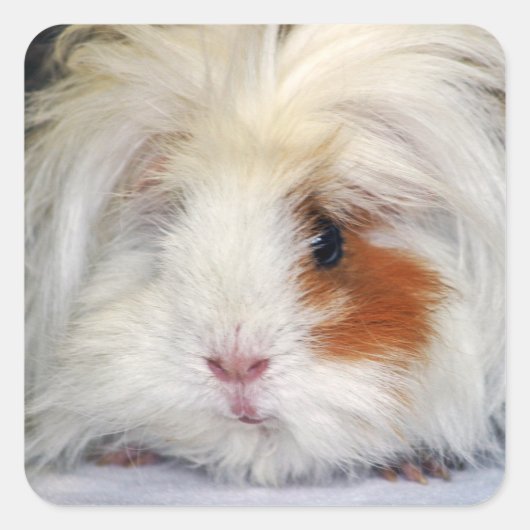 Buff and White, Lunkarya Guinee Pig Face Closeup Vierkante Sticker (Voorkant)