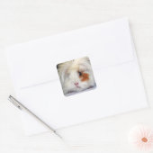Buff and White, Lunkarya Guinee Pig Face Closeup Vierkante Sticker (Envelop)