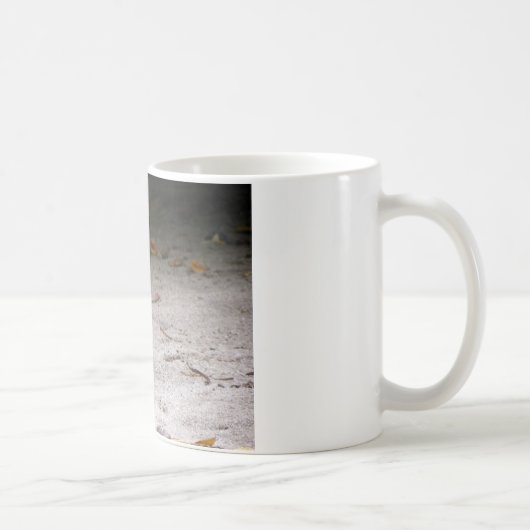 Buff-banded Rail, Gallirallus philippensis Koffiemok (Rechts)