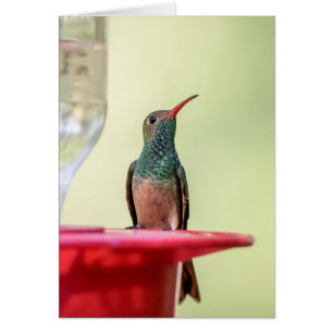 Buff-bellied hummingbird in Texas