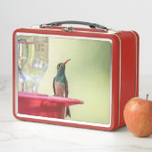 Buff-bellied hummingbird in Texas (In situ)