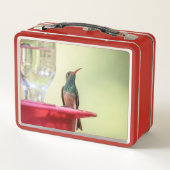 Buff-bellied hummingbird in Texas (Achterkant)