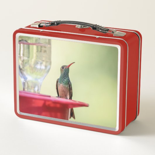 Buff-bellied hummingbird in Texas (Achterkant)