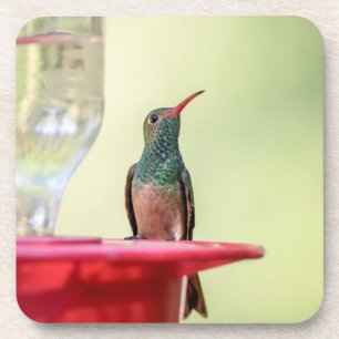 Buff-bellied hummingbird in Texas Bier Onderzetter