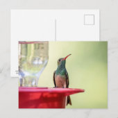 Buff-bellied hummingbird in Texas Briefkaart (Voorkant / Achterkant)