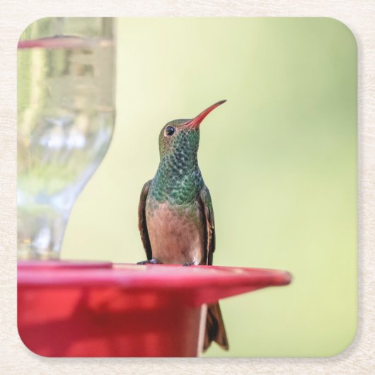 Buff-bellied hummingbird in Texas Kartonnen Onderzetters (Voorkant)