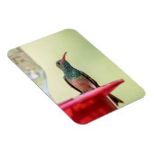 Buff-bellied hummingbird in Texas Magneet (Rechterzijde)