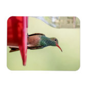 Buff-bellied hummingbird in Texas Magneet (Horizontaal)