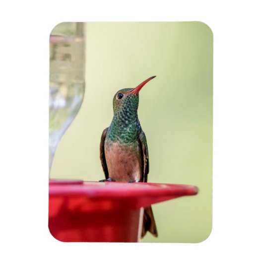 Buff-bellied hummingbird in Texas Magneet (Verticaal)