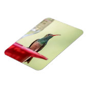 Buff-bellied hummingbird in Texas Magneet (Linkerzijde)