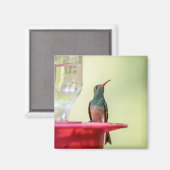 Buff-bellied hummingbird in Texas Magneet (Voorkant / Achterkant)
