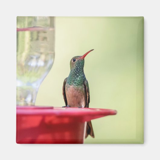 Buff-bellied hummingbird in Texas Magneet (Voorkant)