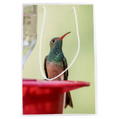 Buff-bellied hummingbird in Texas Medium Cadeauzakje (Voorkant)