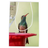Buff-bellied hummingbird in Texas Medium Cadeauzakje (Achterkant)