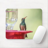 Buff-bellied hummingbird in Texas Muismat (Met muis)