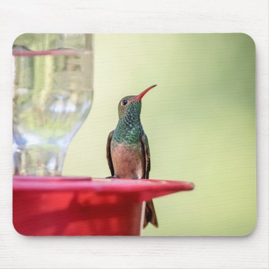 Buff-bellied hummingbird in Texas Muismat (Voorkant)