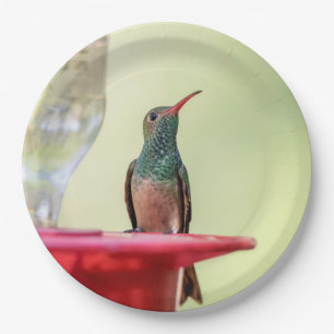 Buff-bellied hummingbird in Texas Papieren Bordje