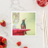 Buff-bellied hummingbird in Texas Servet (Insitu)