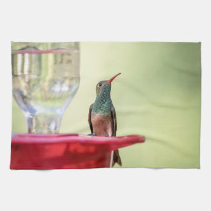 Buff-bellied hummingbird in Texas Theedoek