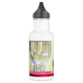 Buff-bellied hummingbird in Texas Waterfles (Links)