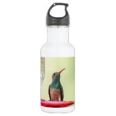 Buff-bellied hummingbird in Texas Waterfles (Voorkant)