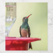 Buff-bellied hummingbird in Texas Wijn Etiket (Enkel label)