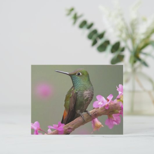 Buff-bellied kolibrie in rust briefkaart (Staand voorkant)