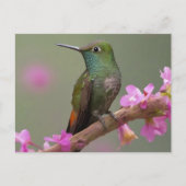 Buff-bellied kolibrie in rust briefkaart (Voorkant)