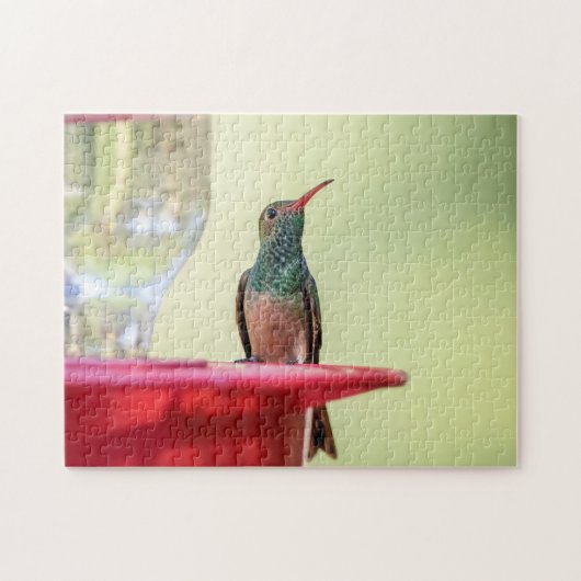 Buff-bellied kolibrie in Texas Legpuzzel (Horizontaal)