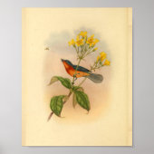 Buff Bellied Red Fantail Flycatcher Bird Print (Voorkant)