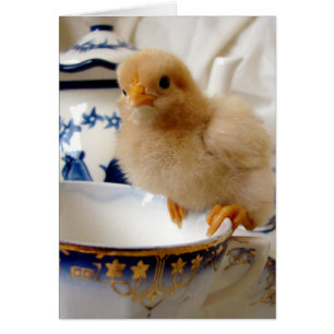 Buff Chick in Tea