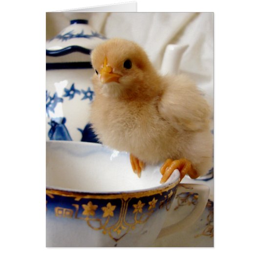 Buff Chick in Tea (Voorkant)