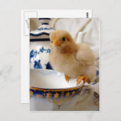 Buff Chick in Tea Briefkaart (Voorkant / Achterkant)